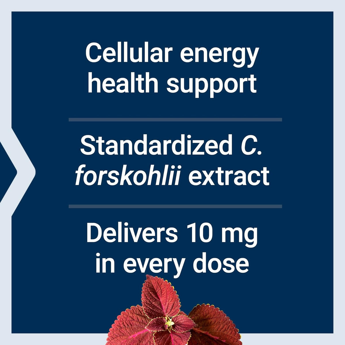 Life Extension Forskolin 10 mg 60 Cápsulas Vegetales