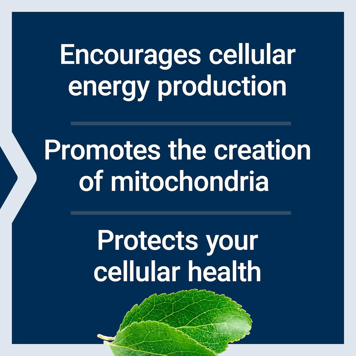 Life Extension Mitochondrial Energy Optimizer con PQQ 120 Cápsulas Vegetales