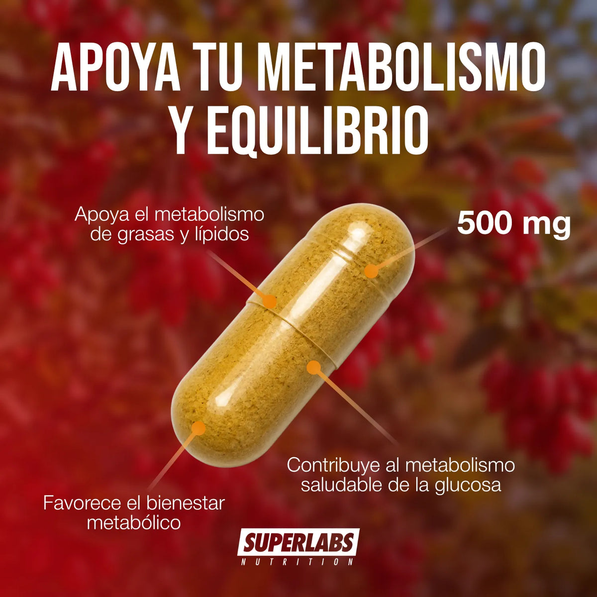 Extracto de Berberina 500 mg Superlabs Nutrition 60 Cápsulas Suplemento Alimenticio para Apoyo Metabólico y Bienestar Digestivo