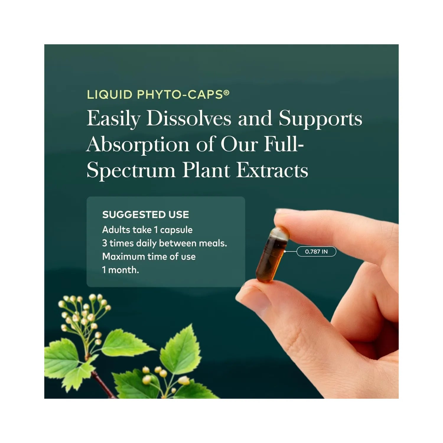 Gaia Herbs Ashwagandha Root