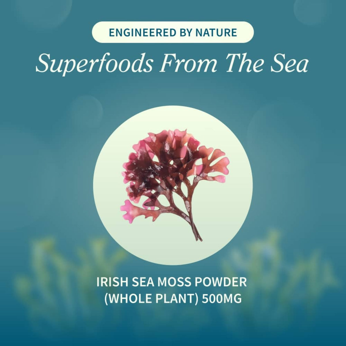 Snap Supplements Irish Sea Moss 60 Tabletas Masticables Manzana Verde