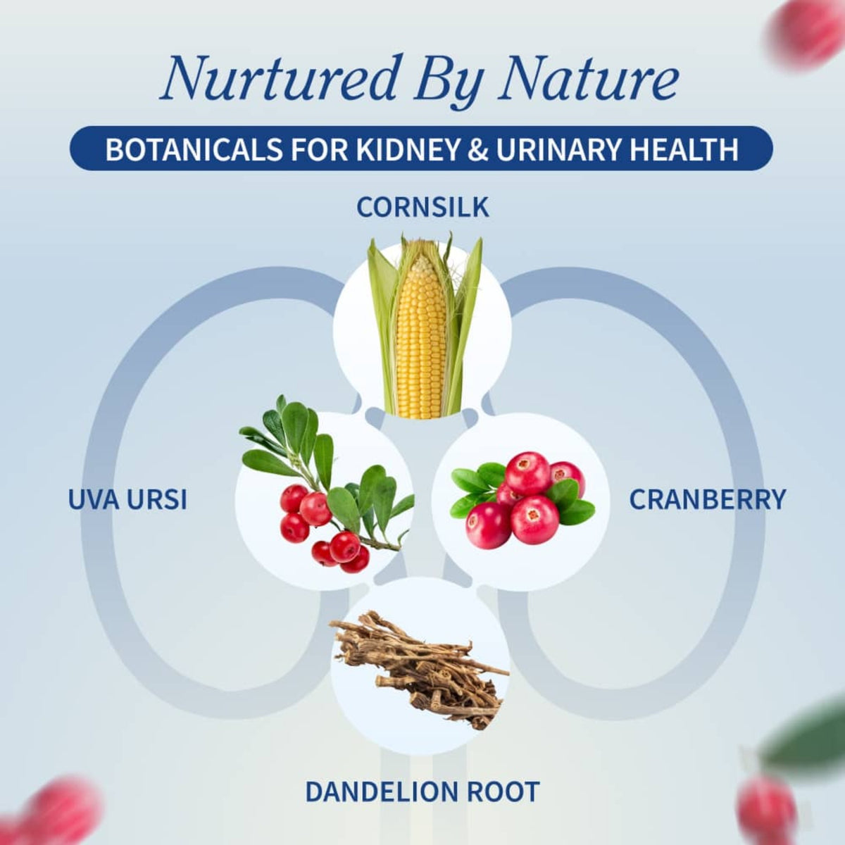 Snap Supplements Kidney Health 60 Cápsulas Vegetales